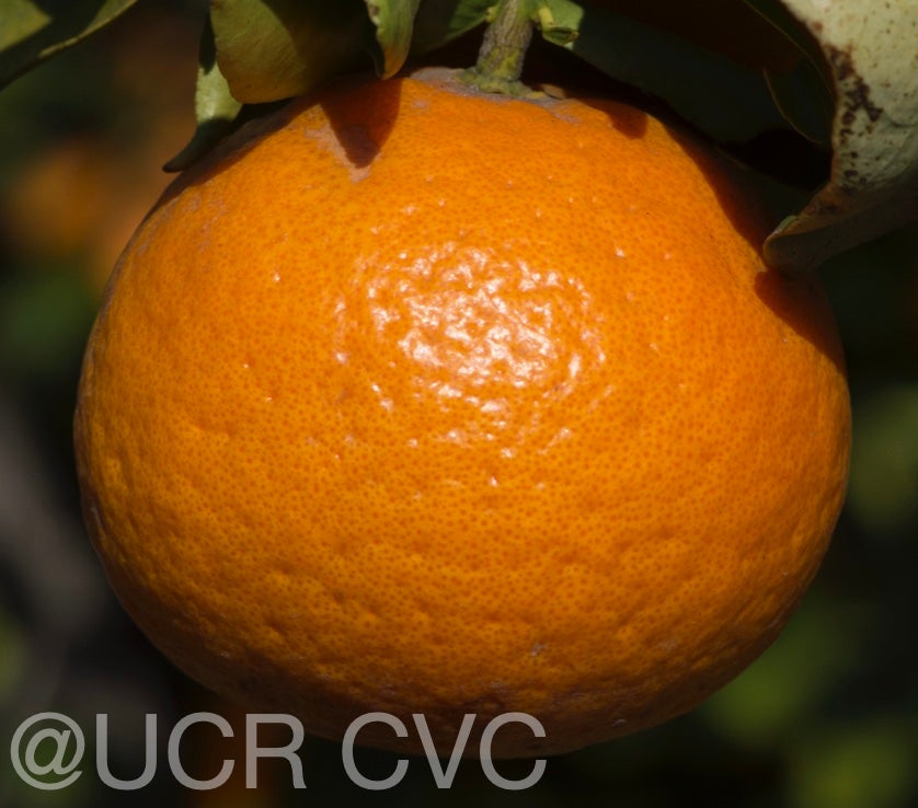king_mandarin_hybrid_crc_3845_005.jpg