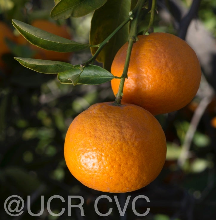 king_mandarin_hybrid_crc_3845_006.jpg