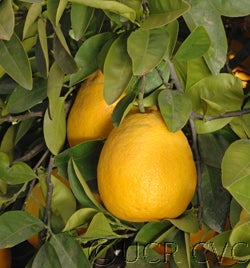 Kinkoji unshiu mandarin (graft) hybrid CRC 3816 01