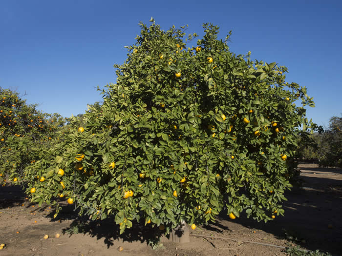 Kinkoji unshiu mandarin (graft) hybrid CRC 3816 008