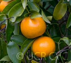 Kinnow mandarin hybrid CRC3021 003