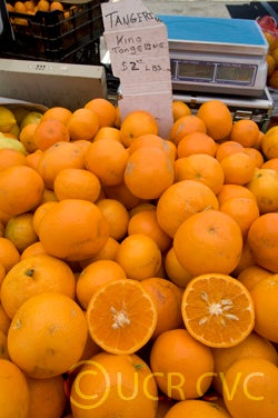 Kinnow mandarin hybrid CRC3021 005