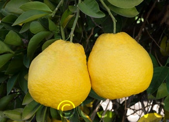 Kinokawa Buntan pummelo CRC 3978 003