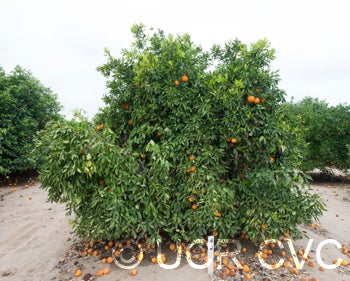 Kiyomi tangor CRC 3952 001