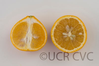 Kiyomi tangor CRC 3952 004