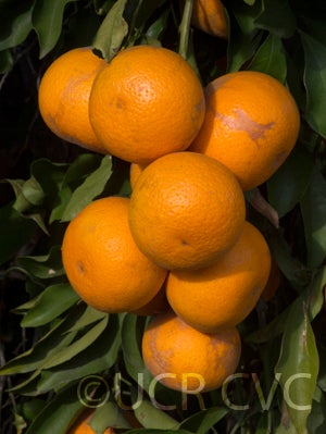 Kiyomi tangor CRC 3952 005