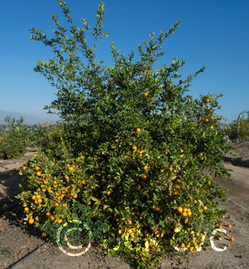 Knorr Rangpur lime CRC 4132 004