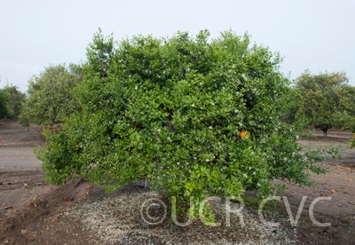 Koster tangor CRC 3958 004