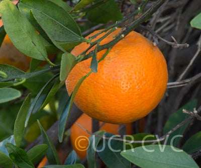 Koster tangor CRC 3958 009