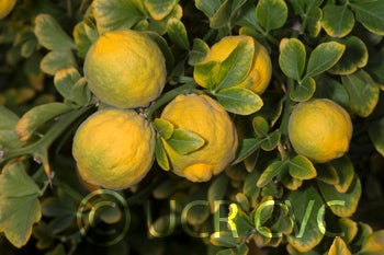 Kryder 15-3 trifoliate CRC 3217 004