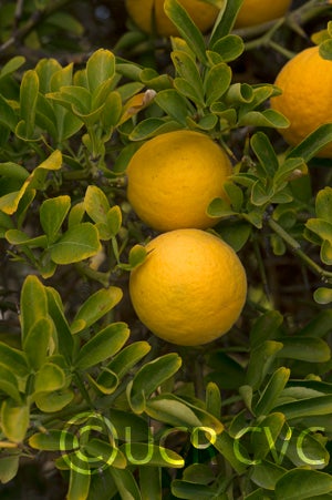 Kryder 28-3 trifoliate CRC 3219 005