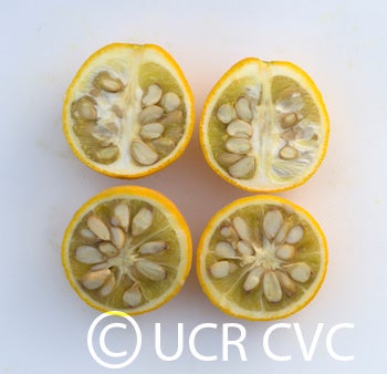 Kryder 28-3 trifoliate CRC 3219 006