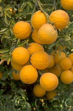 Kryder 5-5 trifoliate CRC 3586 007