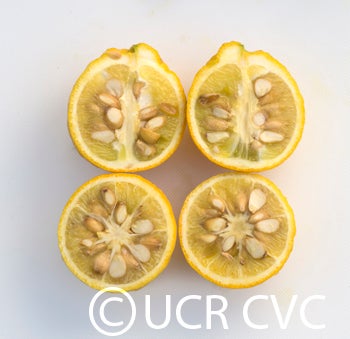 Kryder 5-5 trifoliate CRC 3586 008