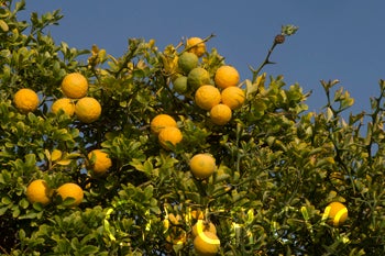 Kryder 55-5 trifoliate CRC 3215 005