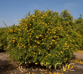 Kryder 60-2 trifoliate CRC 3213 001