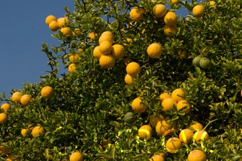 Kryder 8-5 trifoliate CRC 3218 005