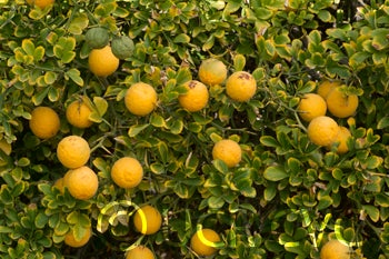 Kryder 8-5 trifoliate CRC 3218 006