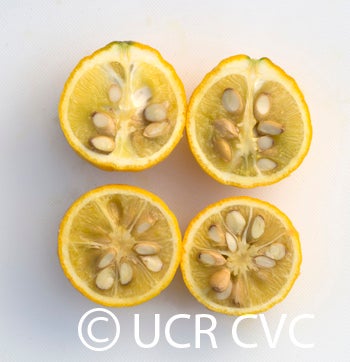 Kryder 8-5 trifoliate CRC 3218 007