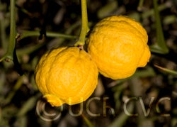 Kryder 55-1 trifoliate CRC 3486 001