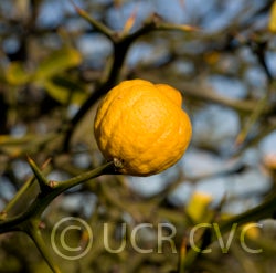 Kryder 55-1 trifoliate CRC 3486 003