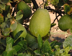 Kulu lemon CRC 3487 3