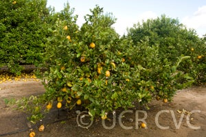 Kulu lemon CRC 3487 1