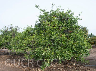 Kunembo mandarin 002