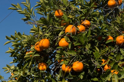 Kunembo mandarin 005