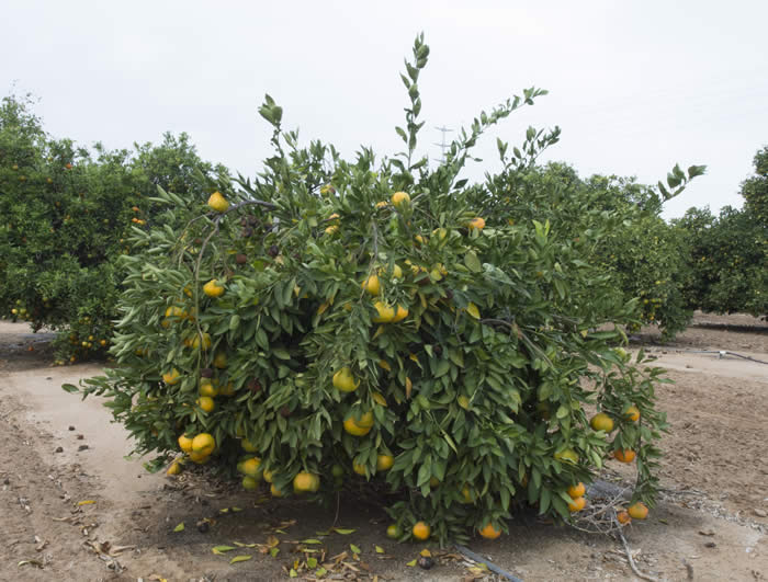 Kuno Wase Satsuma mandarin 002