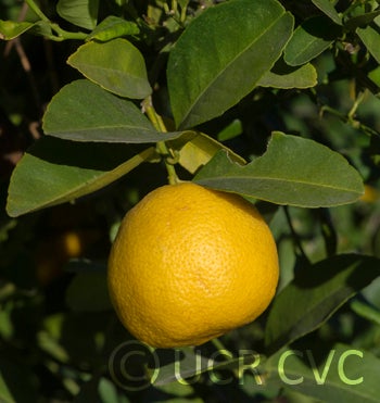 Kusaie Rangpur lime CRC 452 004