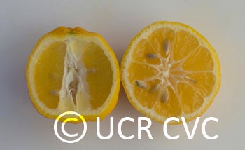 Kusaie Rangpur lime CRC 452 006