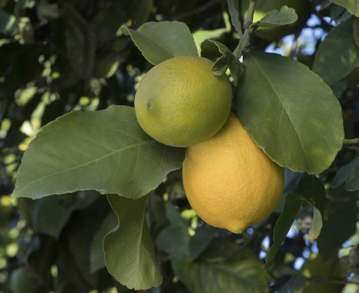 Kusner lemon CRC 3194 002