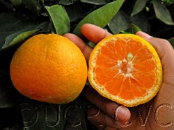 Lange #1 Satsuma mandarin sliced open