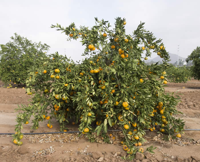 Lange #3 Satsuma mandarin CRC 4103 001