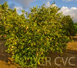 Lapithiotiki lemon CRC 4005 001