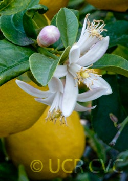 Lapithiotiki lemon CRC 4005 005