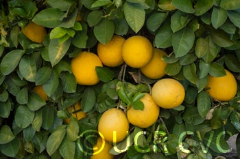 Lemelo pummelo hybrid CRC 1481 003