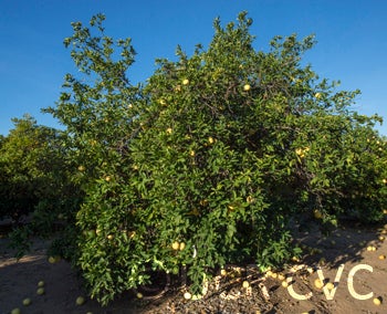 Lemelo pummelo hybrid CRC 1775 001