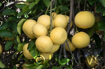 Lemelo pummelo hybrid CRC 1775 003