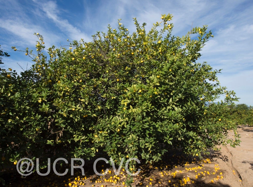 limon_real_lemon_hybrid_crc_2317_004.jpg