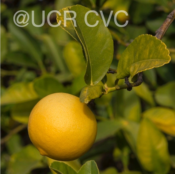 limon_real_lemon_hybrid_crc_2317_006.jpg