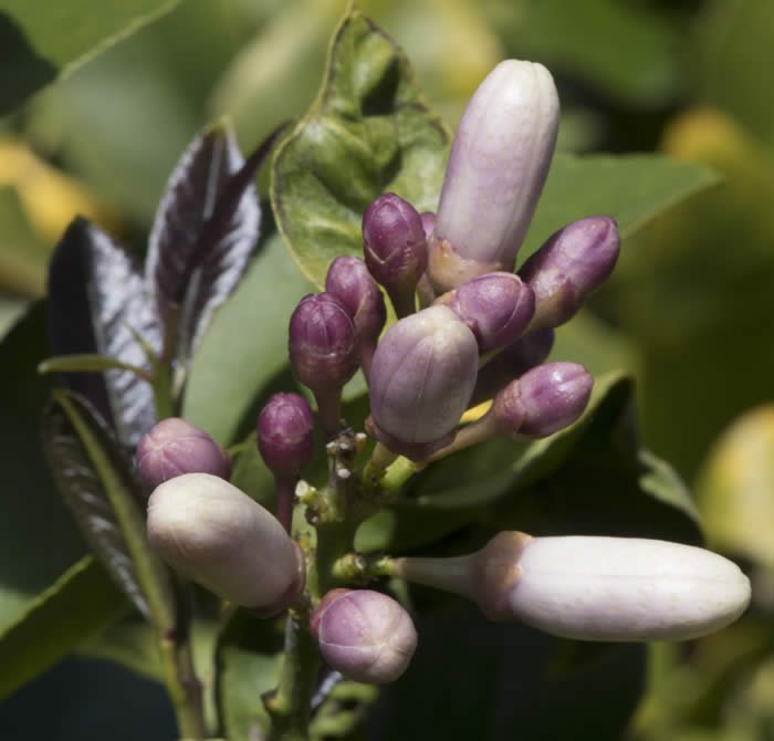 Limoneira 8A Lisbon lemon CRC 3501 004 flower buds