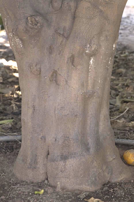 Limoneira 8A Lisbon lemon CRC 3501 007 tree trunk