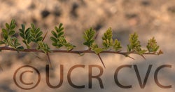 limoniaacidissima003