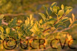 limoniaacidissima005