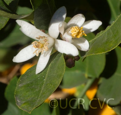 limouisanguicitrushybridcrc3200010