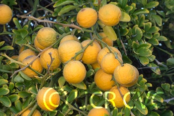 littleleaftrifoliatecrc4007003