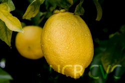 loportolemoncrc3390005