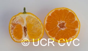 louisianaearlysatsumamandarincrc4225